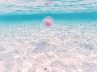 Obraz premium jellyfish in Andaman sea