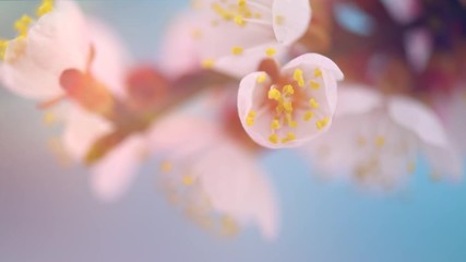 Spring flowers opening. Beautiful Spring Apricot tree blossom timelapse, extreme close up. Time lapse of Easter fresh pink blossoming apricot closeup. Blooming backdrop 4K UHD video