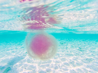 jellyfish in Andaman sea