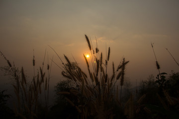 Sunset over wheat field