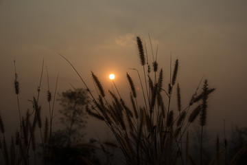 Sunset over wheat field