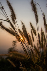 Obraz premium Sunset over wheat field