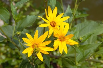 Yellow flower in the garden