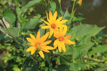 yellow flower in the garden