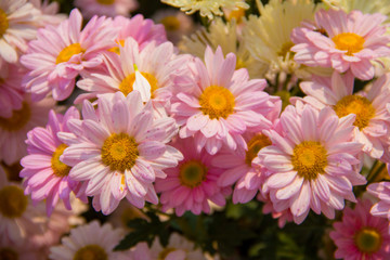 Colorful flowers in the garden