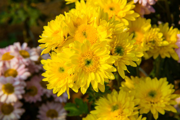 Colorful flowers in the garden