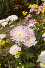 Obraz premium Flowers in the garden