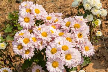 Fototapeta premium Pink flowers in the garden