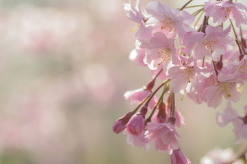 春色　枝垂れ桜