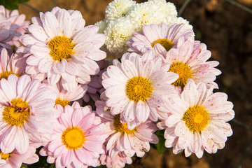 Obraz premium flowers in the garden
