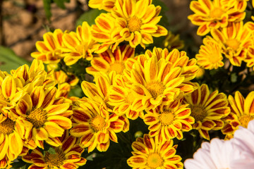yellow flowers in garden
