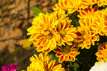 yellow flowers in garden