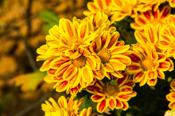 Obraz premium closeup of yellow flower