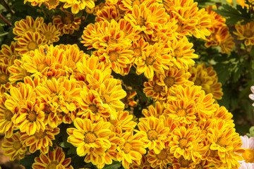 yellow flowers in garden