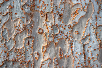 Tree Bark