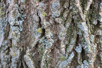 Tree Bark