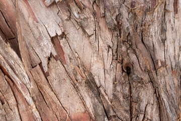 Tree Bark