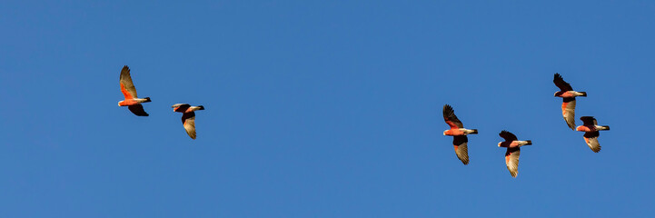 Galah's in Flight (Eolophus roseicapilla) race 