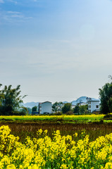 field of yellow flowers 