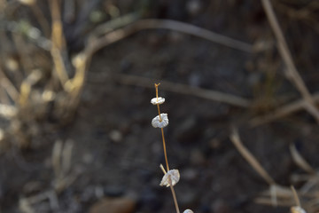 pequegna hierba silvestre en el campo en macrofotografia
