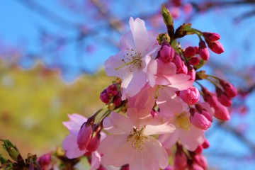 さくら　春　景色　とちぎ