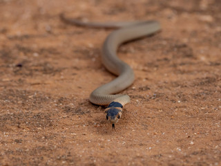 Little Whip Snake (Parasuta flagellum). Walpeup, Victoria, Australia
