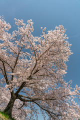 青空バックの満開の桜