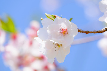 桜と青空