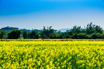 Obraz premium Countryside scenery with blue sky background 