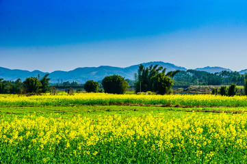 The field of yellow flowers 