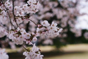 桜満開