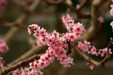 Beautiful peach blossom