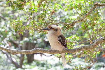 Kookaburra on tree branch on bright summer day