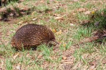 Echidna in native habitat