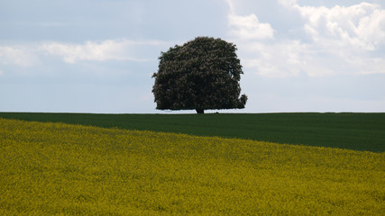 Naklejka na ściany i meble Baum Wiese Nah Rapsfeld