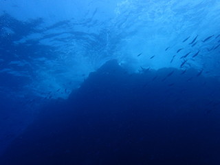 海山の頂上を泳ぐ魚群