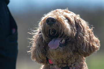 beautiful playing labradoodle