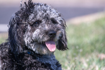 beautiful playing labradoodle
