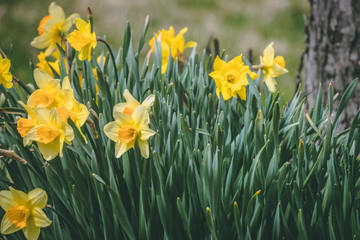 Fototapeta premium yellow spring flower mix
