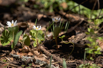 spring flowers blooming