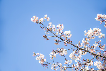 chiba, japan, 04/03/2019 , view of Aobanomori park. Cherry blossoms branches in japan.