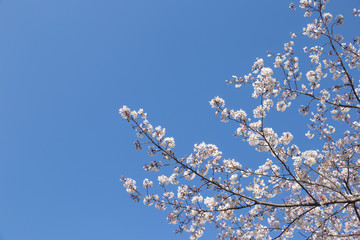 chiba, japan, 04/03/2019 , view of Aobanomori park. Cherry blossoms branches in japan.