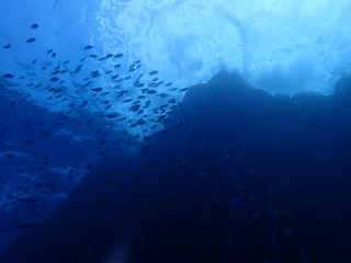 Fototapeta na wymiar 海山の頂上を泳ぐ魚群