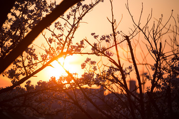 chiba, japan, 04/03/2019 , view of Aobanomori park. Sunset through sakura trees.