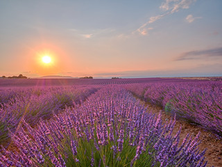 Fototapeta na wymiar Amazing sunset over violet lavender field in Provence