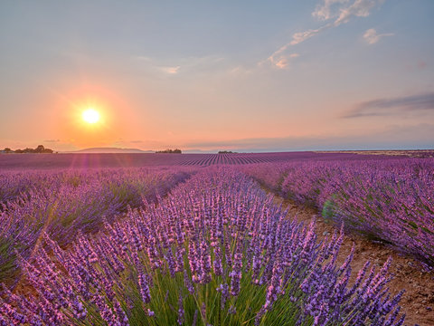 Amazing sunset over violet lavender field in Provence