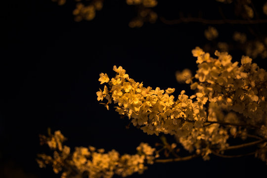 chiba, japan, 04/03/2019 , view of Aobanomori park. Sakura cherry trees at night lighted from a yellow lamp. Flowrs are actually white.