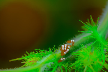 The eggs of insects placed with branches