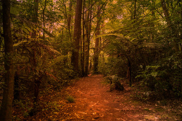 Colourful skies emerging from the thick lush native forest at sunset