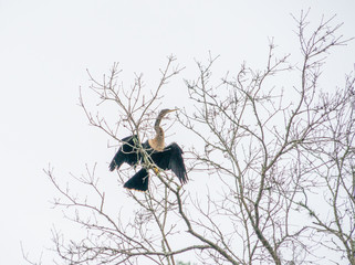 anhinga is on the tree	